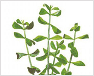 Bacopa Monniera Herb Extracts