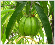 garcinia cambogia