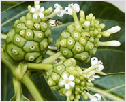 Morinda Citrifolia Herb Extracts